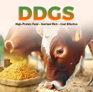 DDGS Production